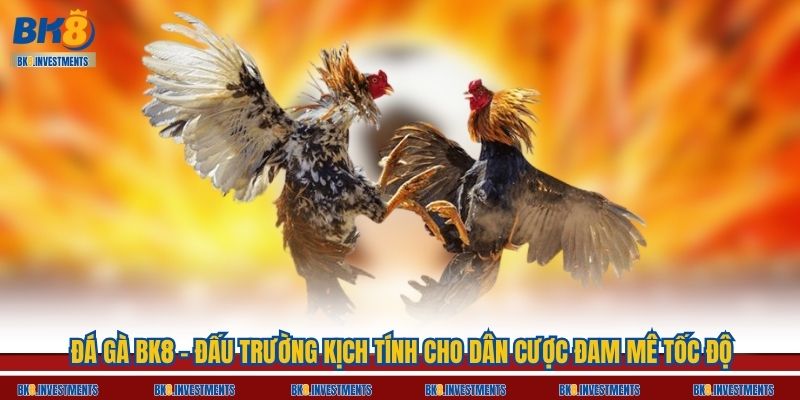 Đá Gà BK8 – Đấu Trường Kịch Tính Cho Dân Cược Đam Mê Tốc Độ