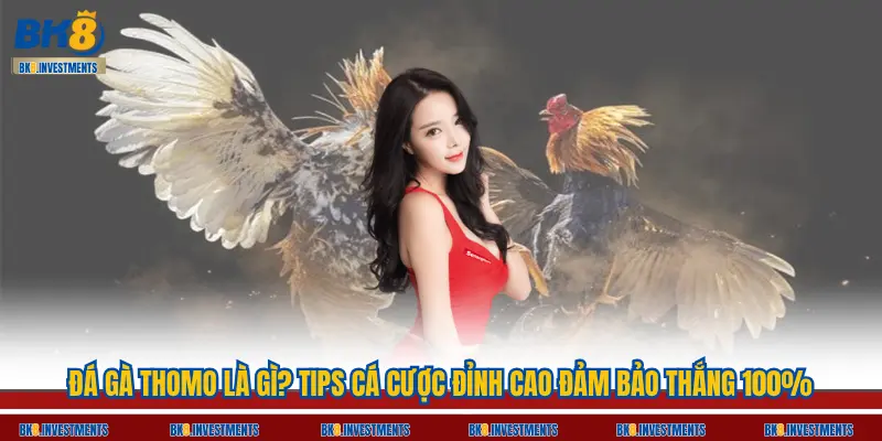 Đá Gà Thomo Là Gì? Tips Cá Cược Đỉnh Cao Đảm Bảo Thắng 100%