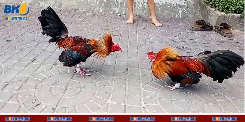 Mẹo chơi đá gà làm tăng tỉ lệ nhận thưởng lên trên 90%